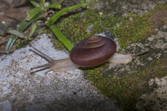 Quantula striata