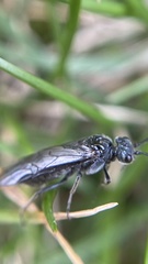 Xyeloidea