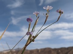 Sisyrinchium funereum