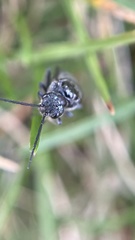Xyeloidea