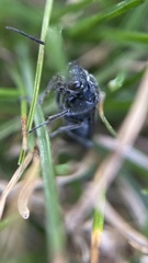 Xyeloidea