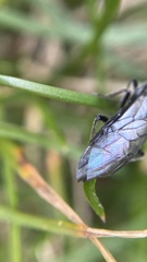 Xyeloidea
