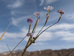 Sisyrinchium funereum