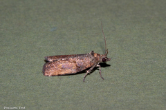Harmologa