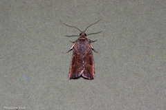 Harmologa
