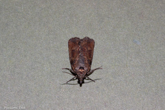 Harmologa