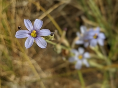 Sisyrinchium funereum