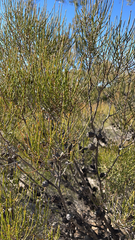 Allocasuarina paludosa