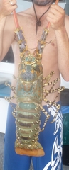 Panulirus ornatus
