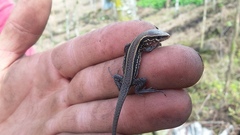 Holcosus quadrilineatus