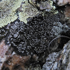 Rhizocarpon eupetraeum
