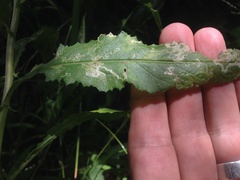 Stigmella ogygia