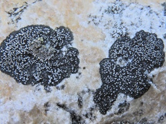 Rhizocarpon eupetraeum