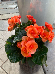 Begonia × hiemalis