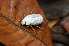 Cyphochilus apicalis