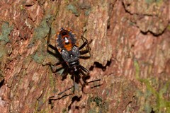 Dindymus circumcinctus