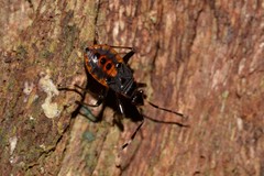 Dindymus circumcinctus