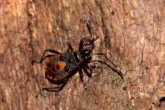 Dindymus circumcinctus