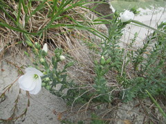 Linum monogynum monogynum