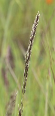 Melica californica