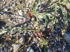 Hooveria parviflora