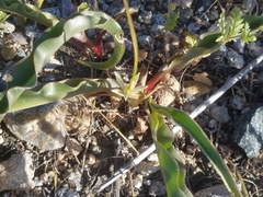 Hooveria parviflora
