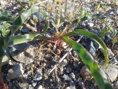 Hooveria parviflora