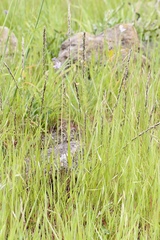 Melica californica