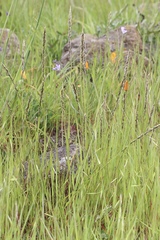 Melica californica