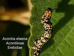 Acontia elaeoa