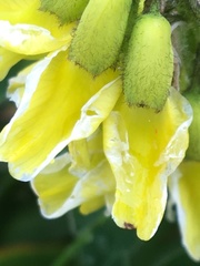 Astragalus umbellatus