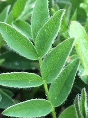 Astragalus umbellatus