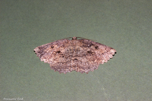 Photo of Lesser brown evening moth (Gellonia pannularia)