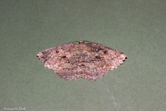 Gellonia pannularia