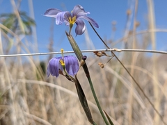 Sisyrinchium funereum