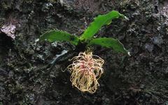 Rhinerrhiza divitiflora