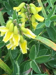 Astragalus umbellatus