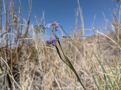 Sisyrinchium funereum
