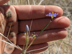 Sisyrinchium funereum