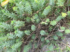 Linum monogynum monogynum