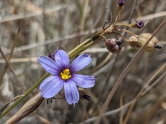 Sisyrinchium funereum
