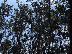 Arctostaphylos hooveri