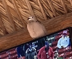 Streptopelia decaocto