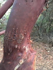 Arctostaphylos hooveri