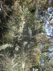 Hakea lissosperma