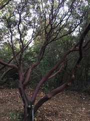 Arctostaphylos hooveri