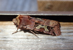 Cerastis enigmatica