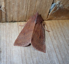 Orthosia transparens