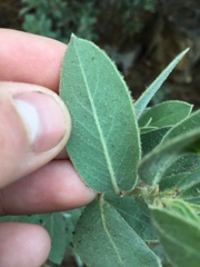 Arctostaphylos hooveri