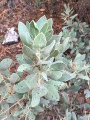 Arctostaphylos hooveri